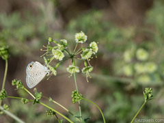 Commicarpus scandens