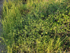 Commicarpus scandens
