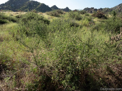 Commicarpus scandens