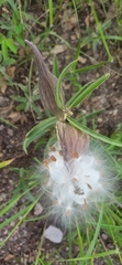 Asclepias asperula