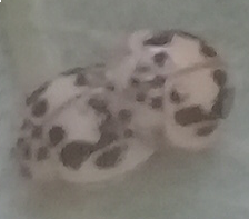 Psyllobora confluens