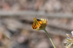 Hylephila phyleus phyleus