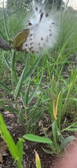 Asclepias asperula