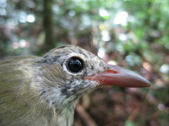 Oriolus crassirostris