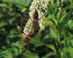 Leptoglossus phyllopus