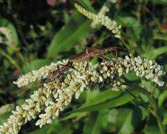 Leptoglossus phyllopus