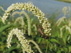 Leptoglossus phyllopus