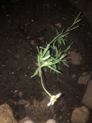 Melampodium leucanthum