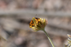 Hylephila phyleus phyleus
