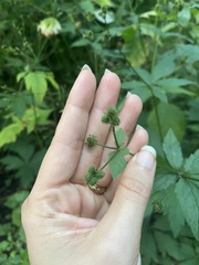 Sanicula canadensis