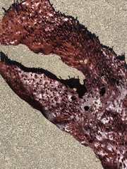Chondracanthus