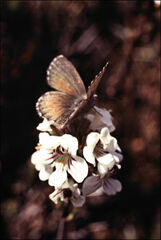 Euphrasia striata