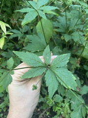 Sanicula canadensis
