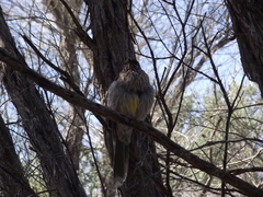Anthochaera carunculata