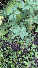 Sanicula canadensis