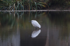 Egretta garzetta