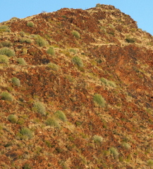 Euphorbia gregaria