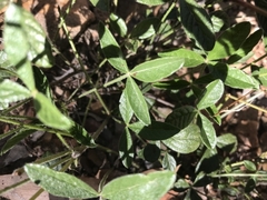 Cullen microcephalum