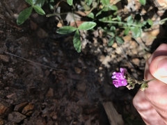 Cullen microcephalum