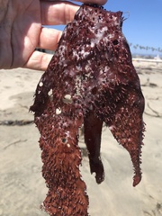 Chondracanthus