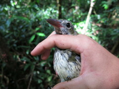 Oriolus crassirostris