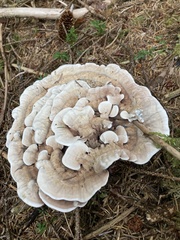 Hydnellum suaveolens