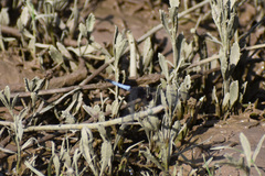 Erythrodiplax basifusca