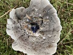 Hydnellum suaveolens