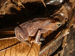Rhinella alata