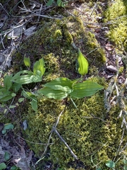 Epipactis helleborine
