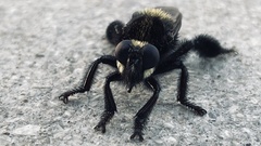 Mallophora leschenaulti