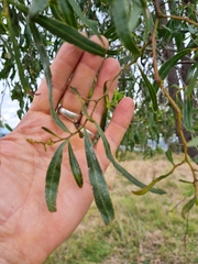 Acacia salicina