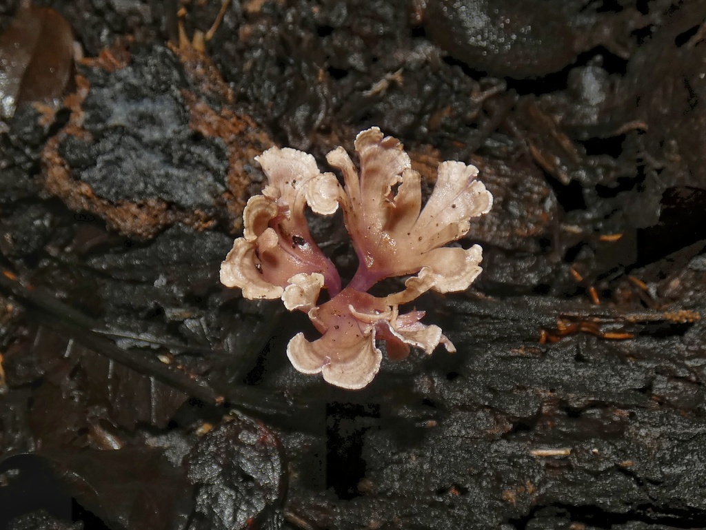 Trogia cantharelloides · August 2022 · photo: © squiresk (iNaturalist, cc-by)