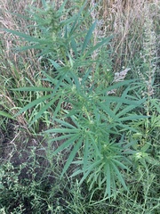 Cannabis sativa