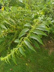 Urtica gracilis