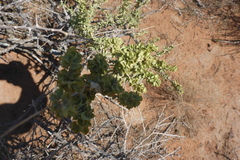 Atriplex canescens