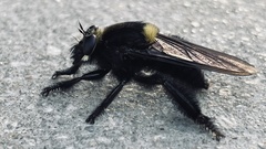 Mallophora leschenaulti