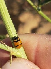 Hippodamia quinquesignata
