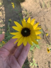 Helianthus petiolaris
