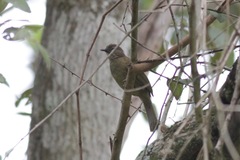 Eurillas curvirostris