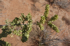 Atriplex canescens