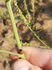 Hippodamia quinquesignata