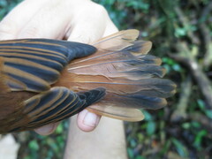 Terpsiphone atrochalybeia