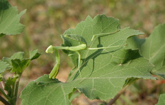 Hierodula transcaucasica