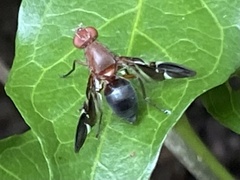 Delphinia picta