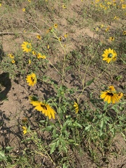 Helianthus petiolaris