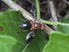 Delphinia picta