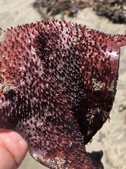 Chondracanthus exasperatus