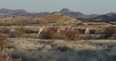 Camelus dromedarius