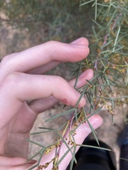 Grevillea levis